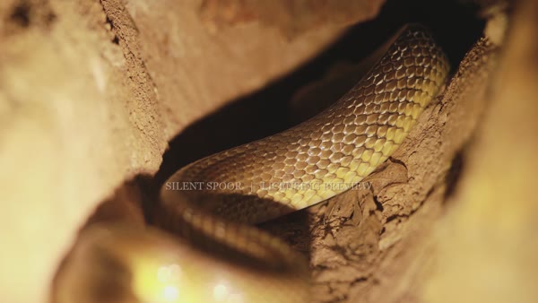 Aesculapian snake exploring an underground tunnel in Slovakia
