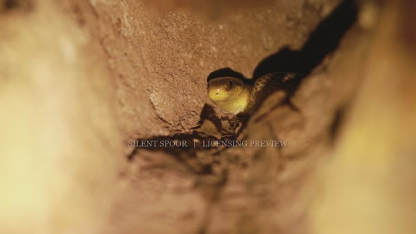 Aesculapian snake watching from an underground tunnel