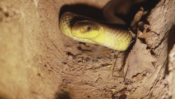 Aesculapian snake looking toward the camera inside an underground tunnel