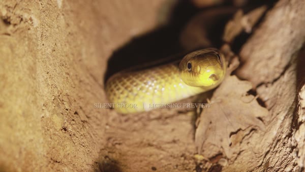 Aesculapian snake displaying defensive behaviour underground