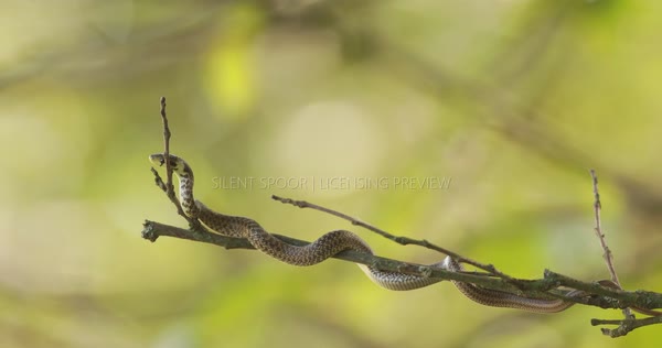 Aesculapian Snake Exploring the End of a Tree Branch