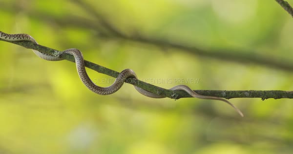 Aesculapian Snake Moving Along a Tree Branch