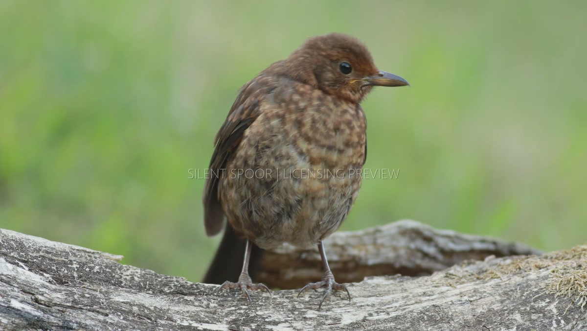 Juvenile Blackbird Regurgitating and Dropping a Berry