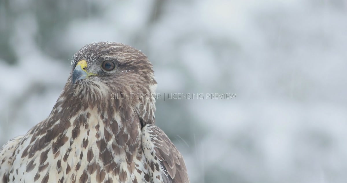 Extreme Close-Up of Common Buzzard in Falling Snow