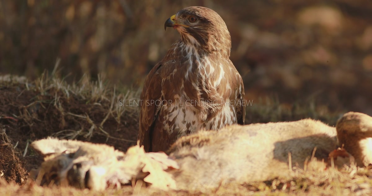 Common Buzzard at Roe Deer Carcass After Feeding