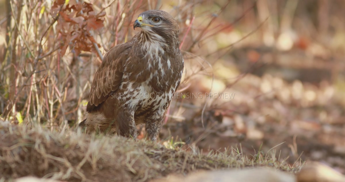 Common Buzzard Struggling to Swallow Large Piece of Meat