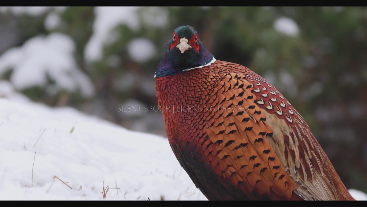 Close-up of Male Common Pheasant Standing on Snow