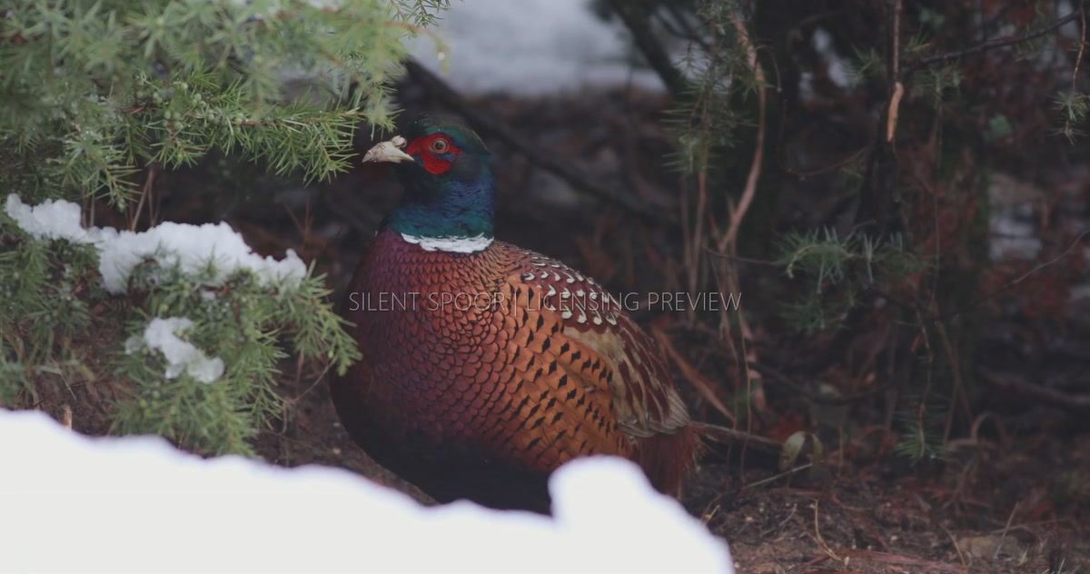 Male Common Pheasant Foraging Beneath Juniper in Winter
