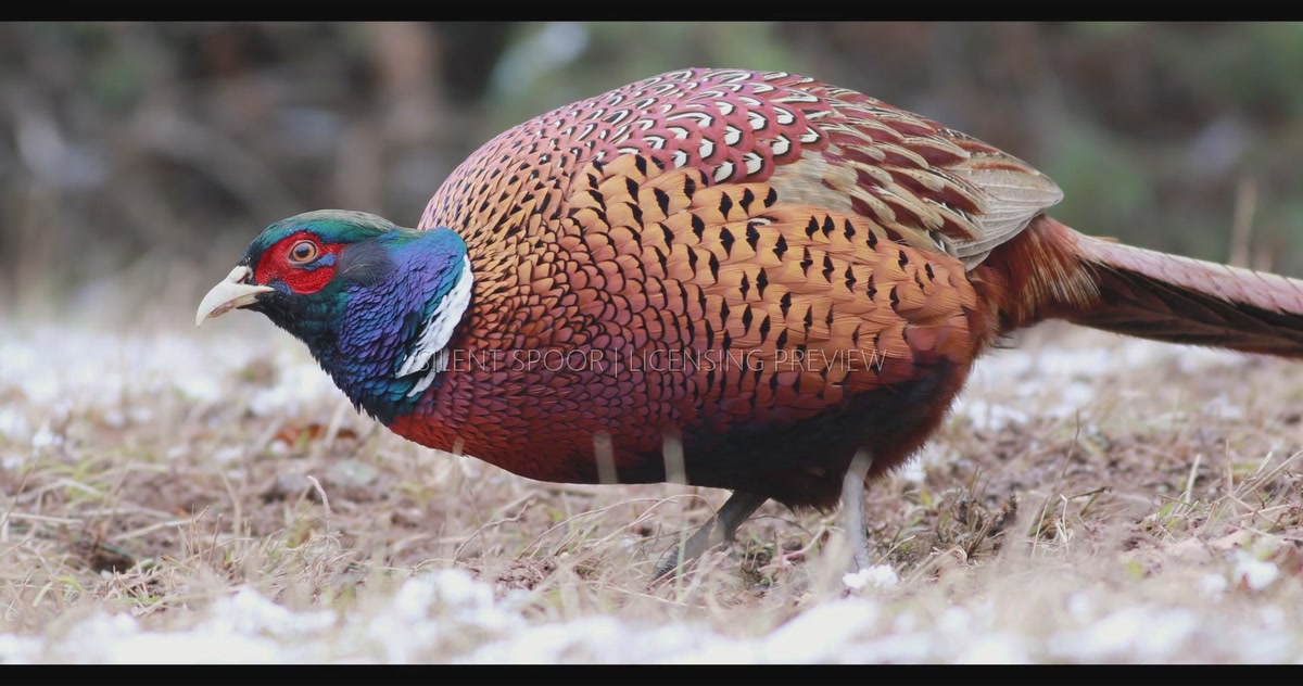 Male Common Pheasant Foraging on Exposed Grass as Snow Melts