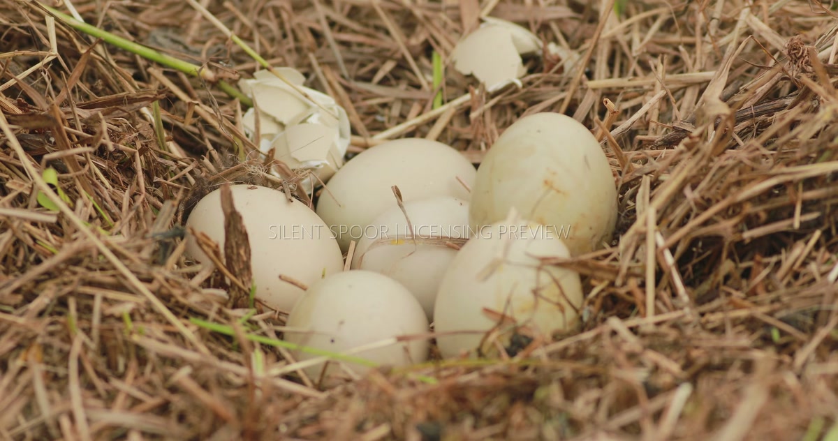 Exposed Common Pheasant Eggs Found After Grassland Mowing