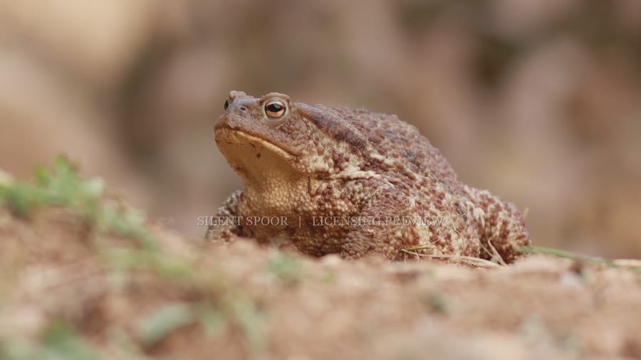 Common toad defensive behaviour collection in Slovakia