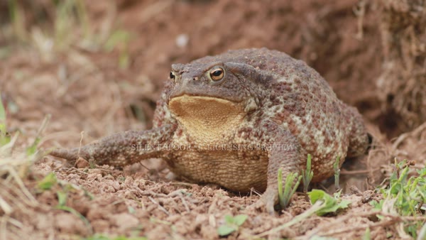 Common toad defensive body inflation in Slovakia