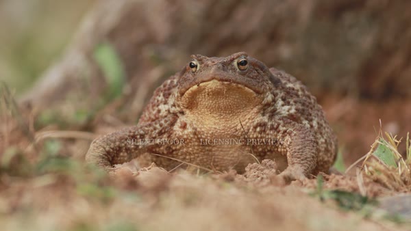 Common toad defensive body inflation additional view