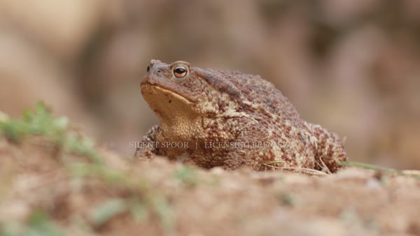 Common toad side profile with visible throat movement