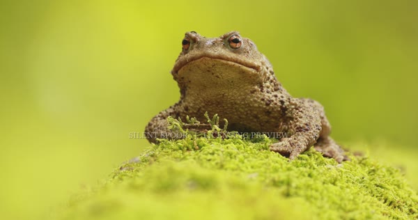 Common toad resting on green moss in a forest
