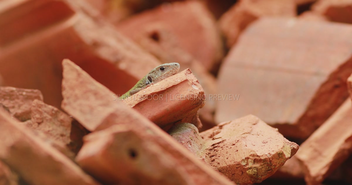 Common Wall Lizard Resting Among Roof Tiles with Attached Tick