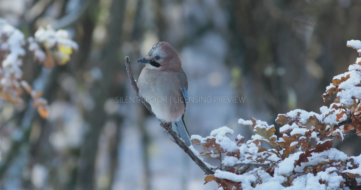 Eurasian Jay Perched on Snow-Covered Branch Before Taking Flight