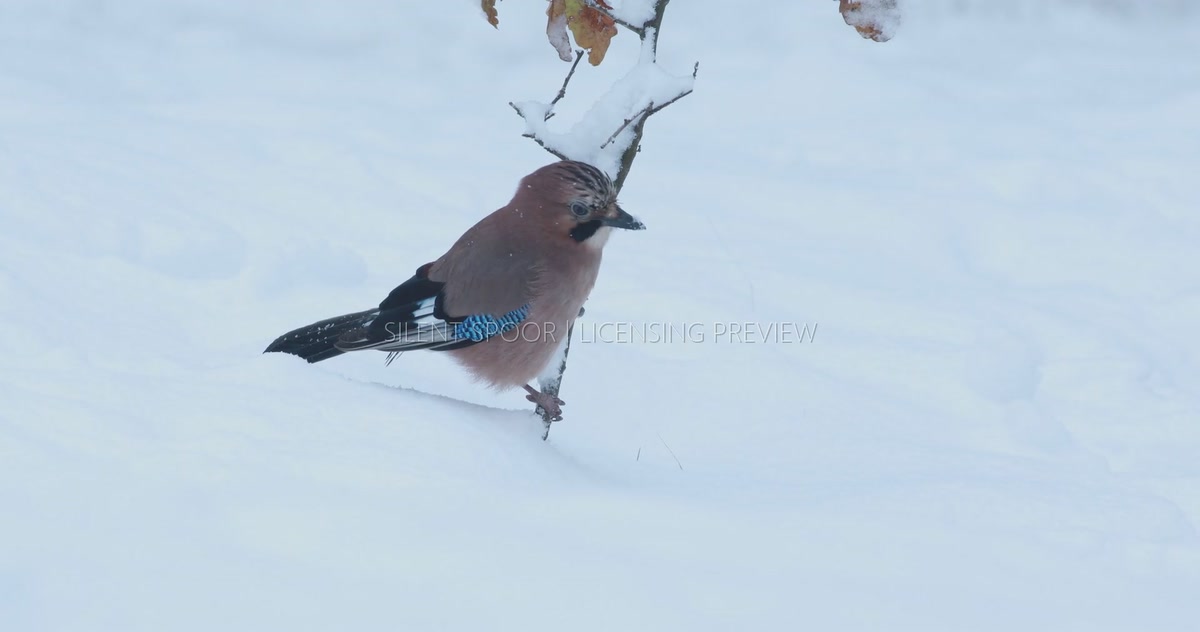 Eurasian Jay Perched Low Above Snow During Falling Snow