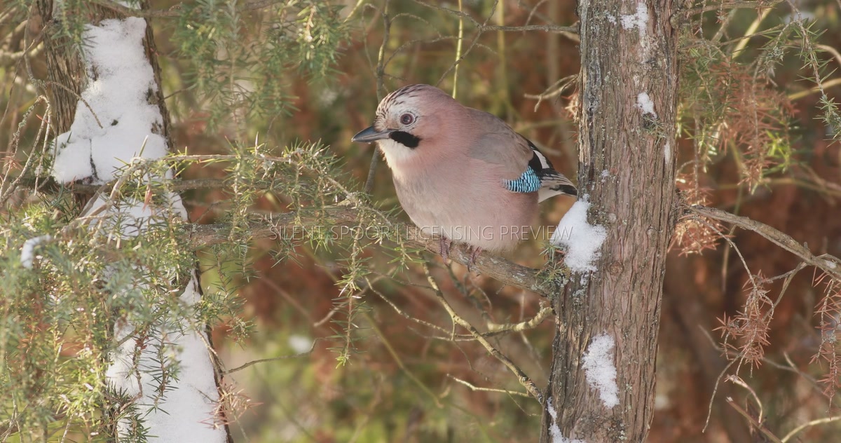 Eurasian Jay Holding Food with Its Feet and Feeding in Winter