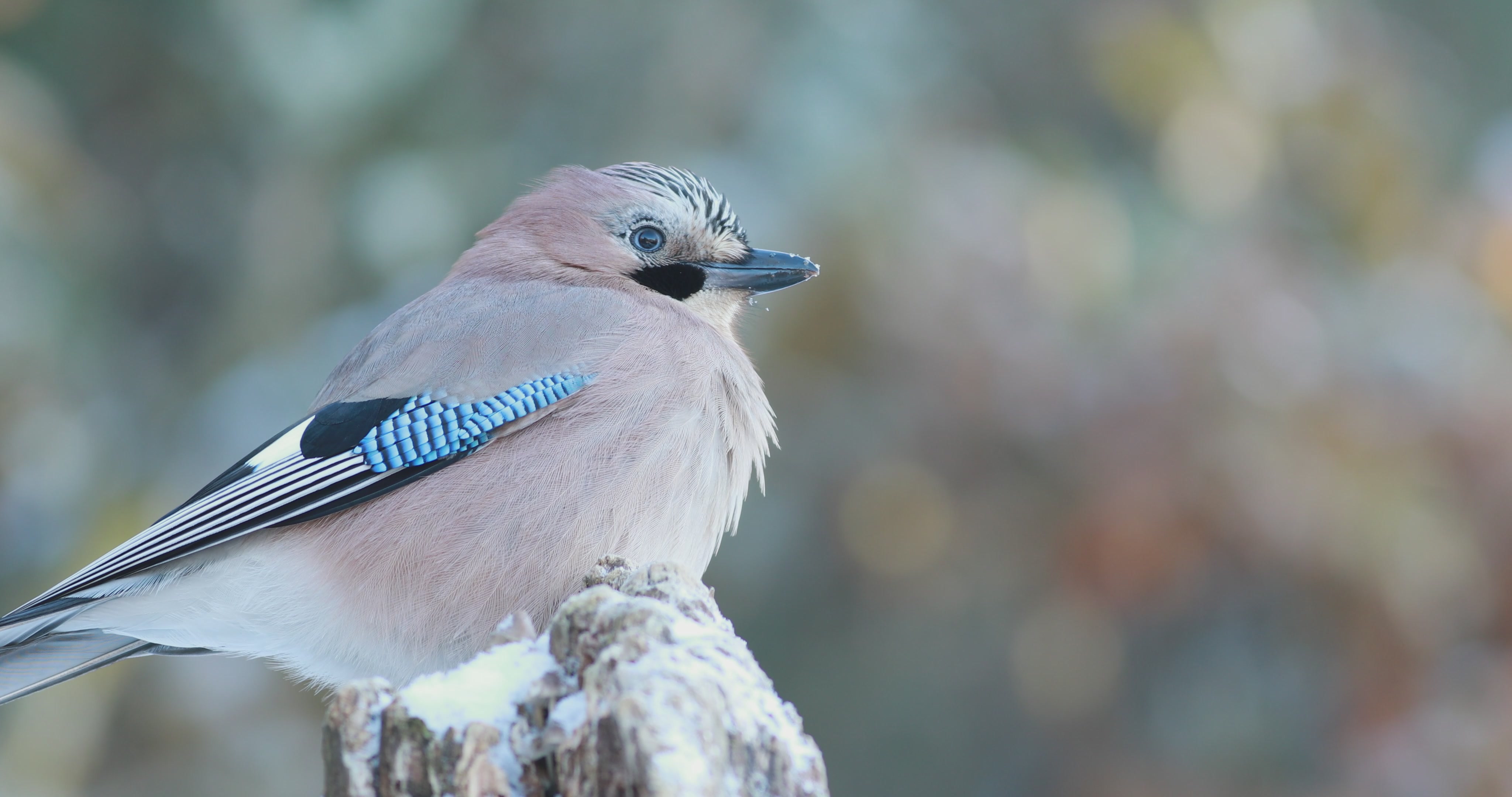 Close-Up of Fluffed Eurasian Jay on Snow-Dusted Stump