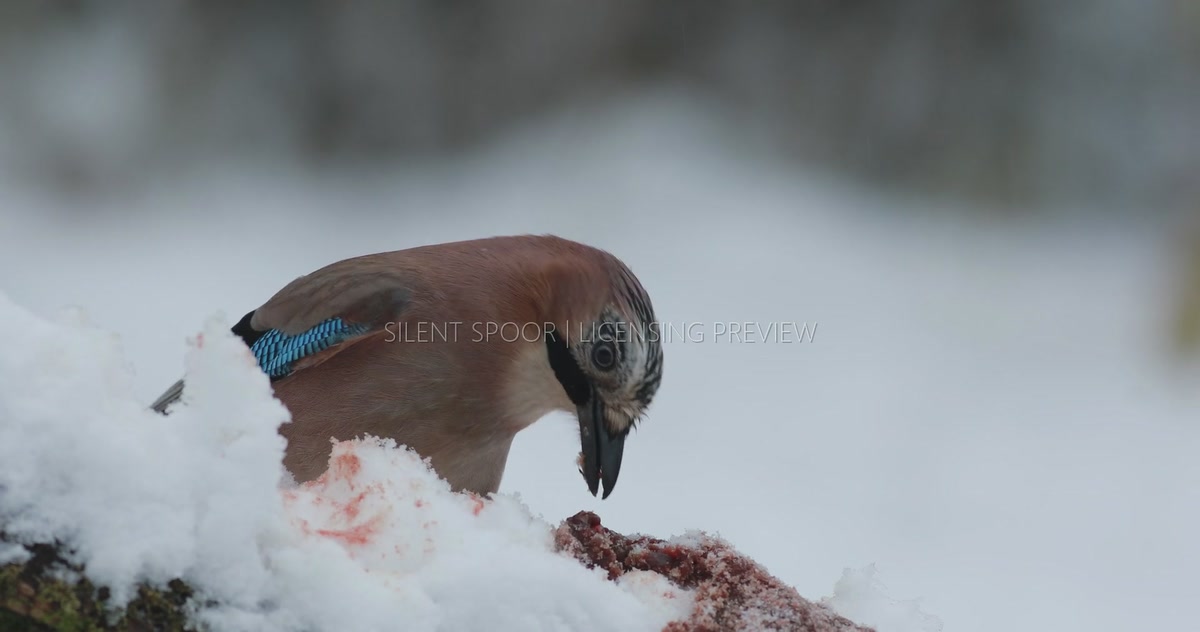 Eurasian Jay Attempting to Tear Meat from Carrion in Winter