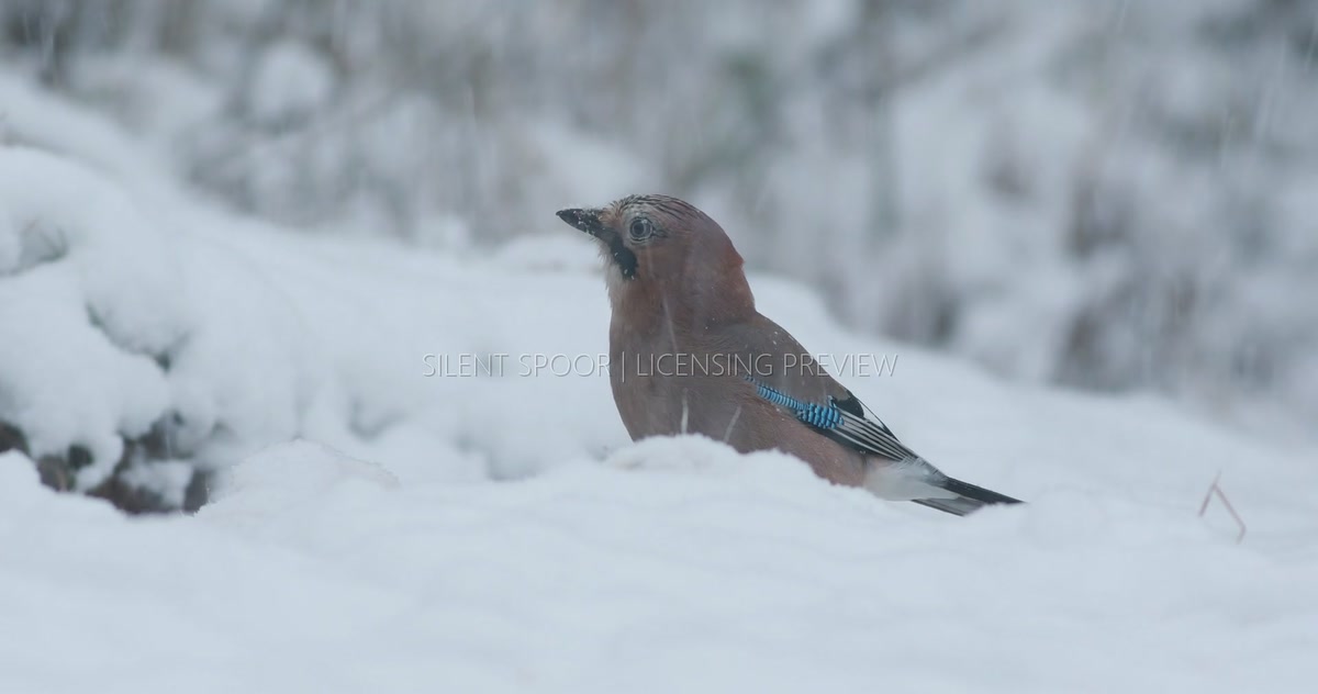 Eurasian Jay Feeding on Carrion During Heavy Snowfall