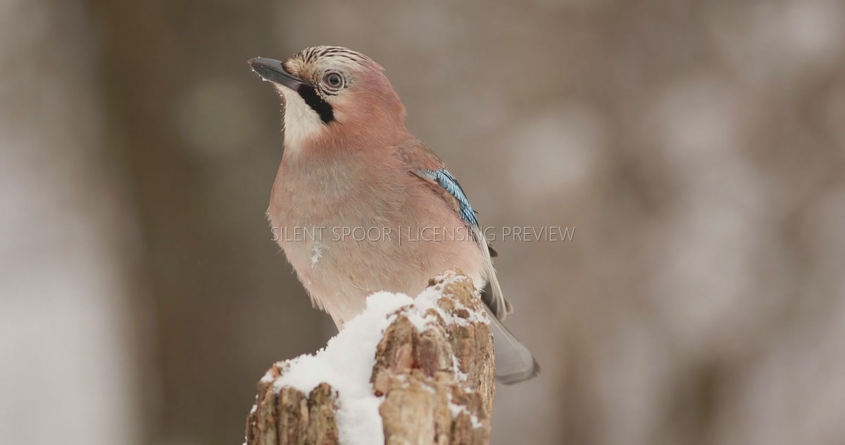 Two Eurasian Jays Competing for a Snow-Covered Perch