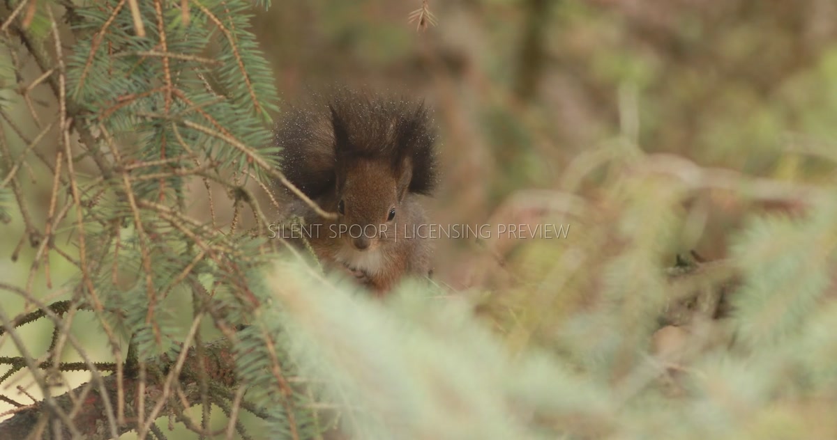 Eurasian Red Squirrel Sheltering in Conifer During Rain