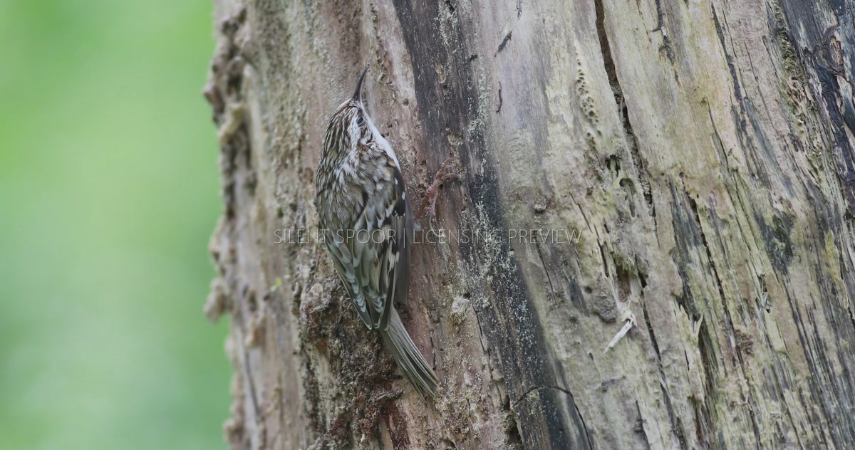 Eurasian Treecreeper Resting Motionless on Old Tree Trunk