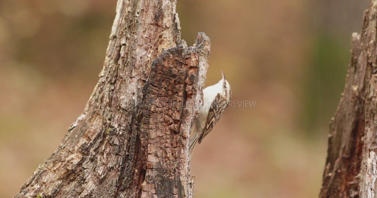 Eurasian Treecreeper Foraging in Bark Crevices of Old Tree