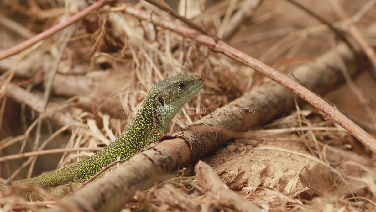 European Green Lizard Resting Among Dry Grass and Branches