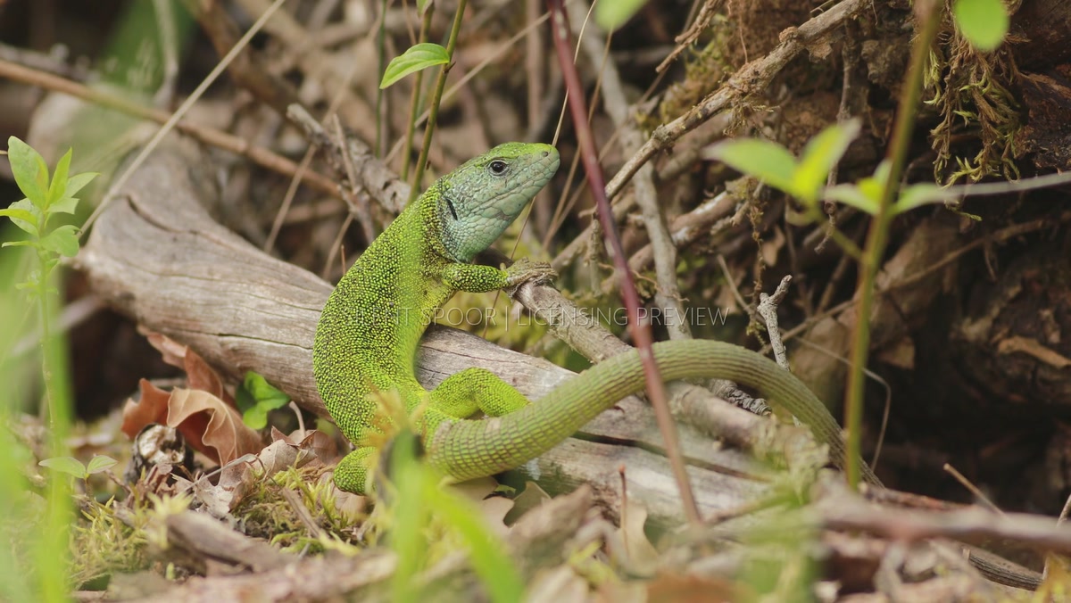 uropean Green Lizard Resting Among Fallen Branches