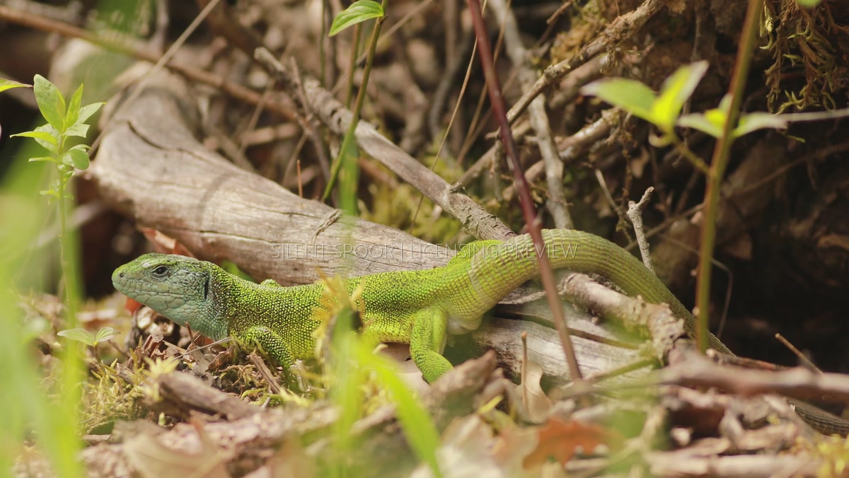 European Green Lizard Dozing Among Woodland Vegetation