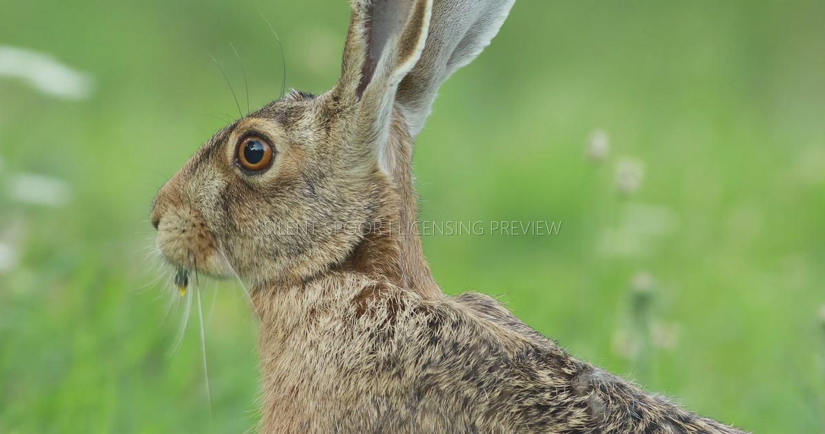 European Hare Chewing Long Wild Plant in Summer Meadow