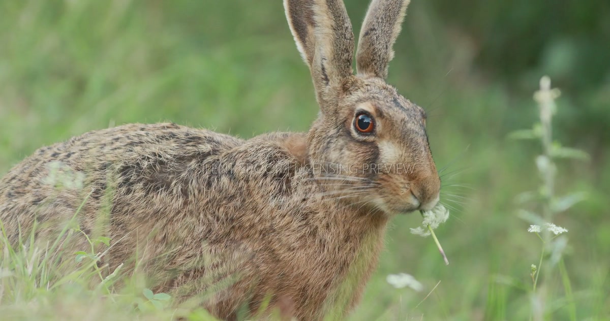Close-Up of European Hare Feeding on Meadow Vegetation