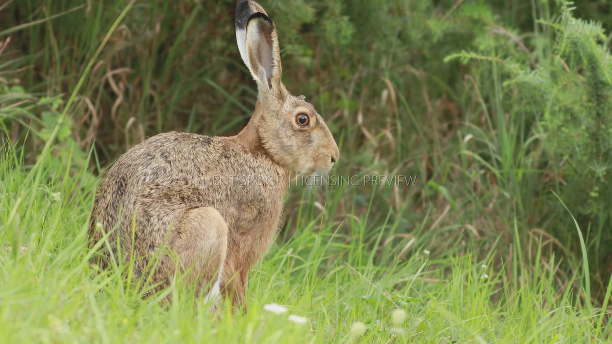 European Hare Chewing Grass in Meadow
