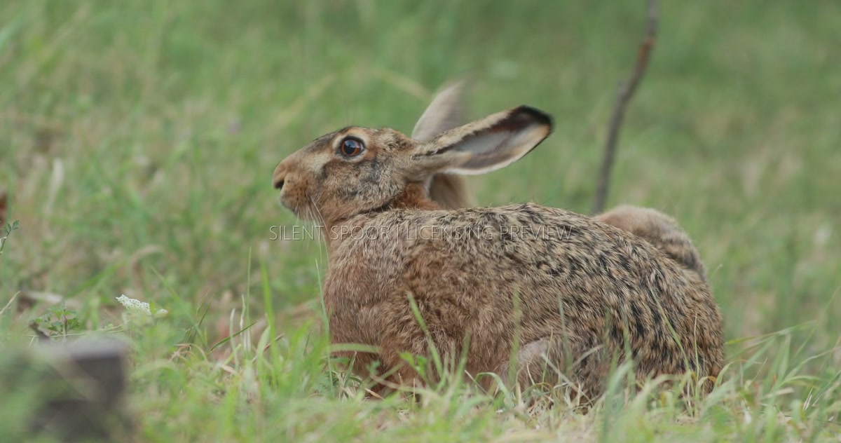 European Hare Scratching Behind Ear in Summer Meadow