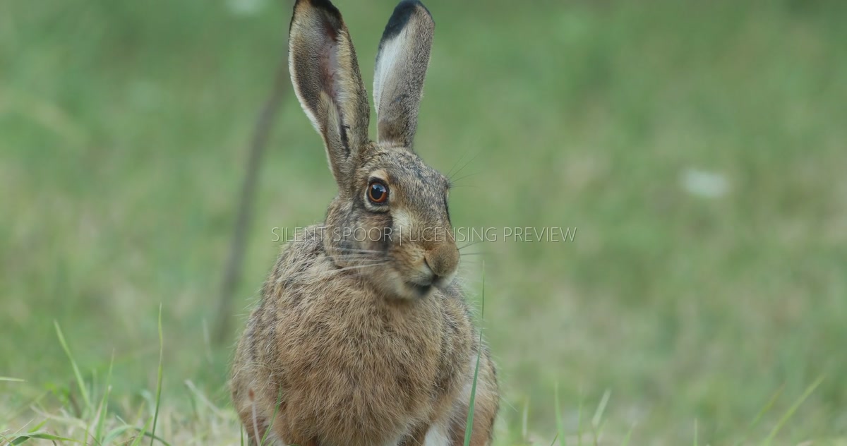 Front View of European Hare Chewing Vegetation