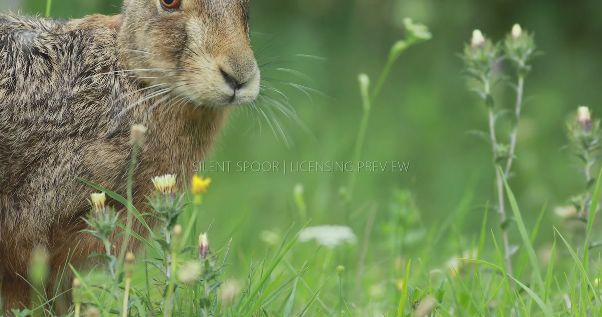 European Hare Chewing in Wildflower Meadow Close-Up