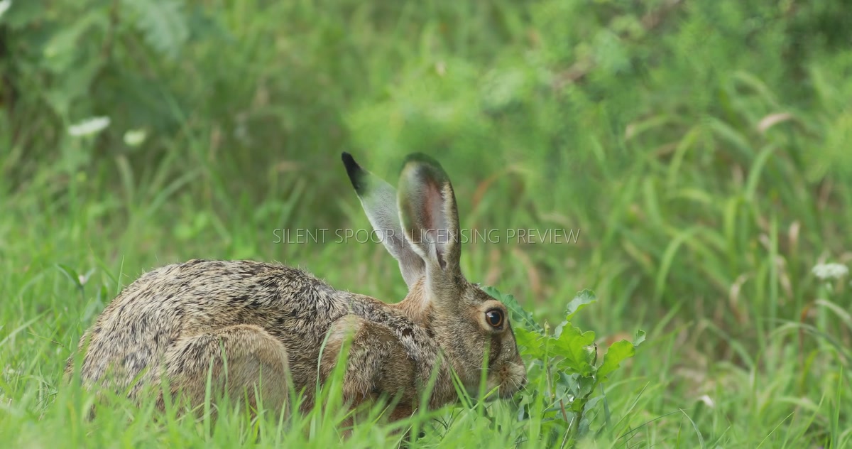 European Hare Feeding on Young Oak Leaves