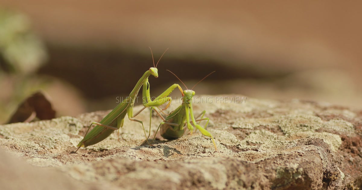 Two European Mantises Standing Together on Sunlit Stone