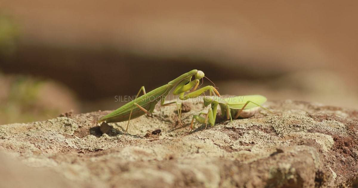 Two European Mantises Interacting and Moving Apart on Sunlit Stone