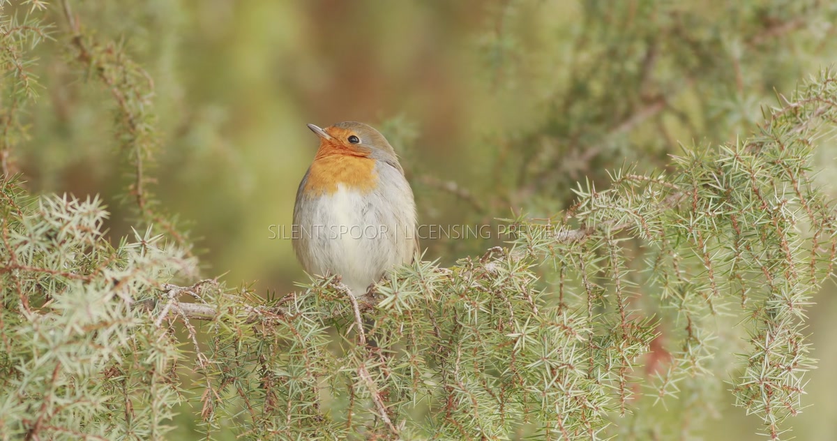 European Robin Resting on Juniper in Winter