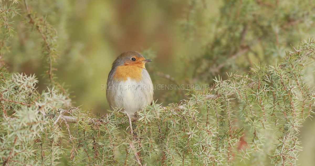 Alert robin looking around while wind moves the juniper branch