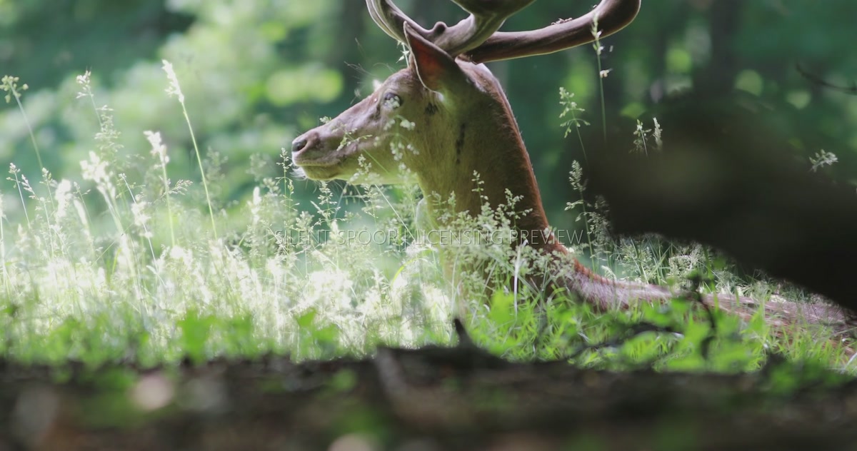 Male Fallow Deer Resting with Antlers in Velvet Before Sudden Escape