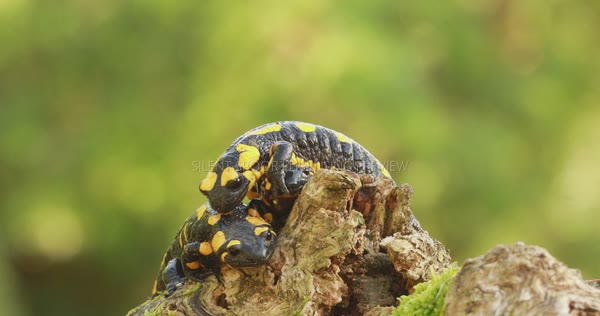Three Fire Salamanders on a Fallen Log