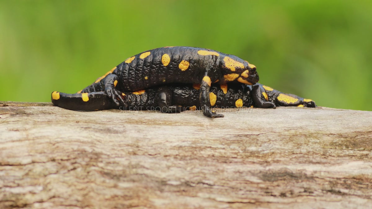 Fire Salamander wildlife footage