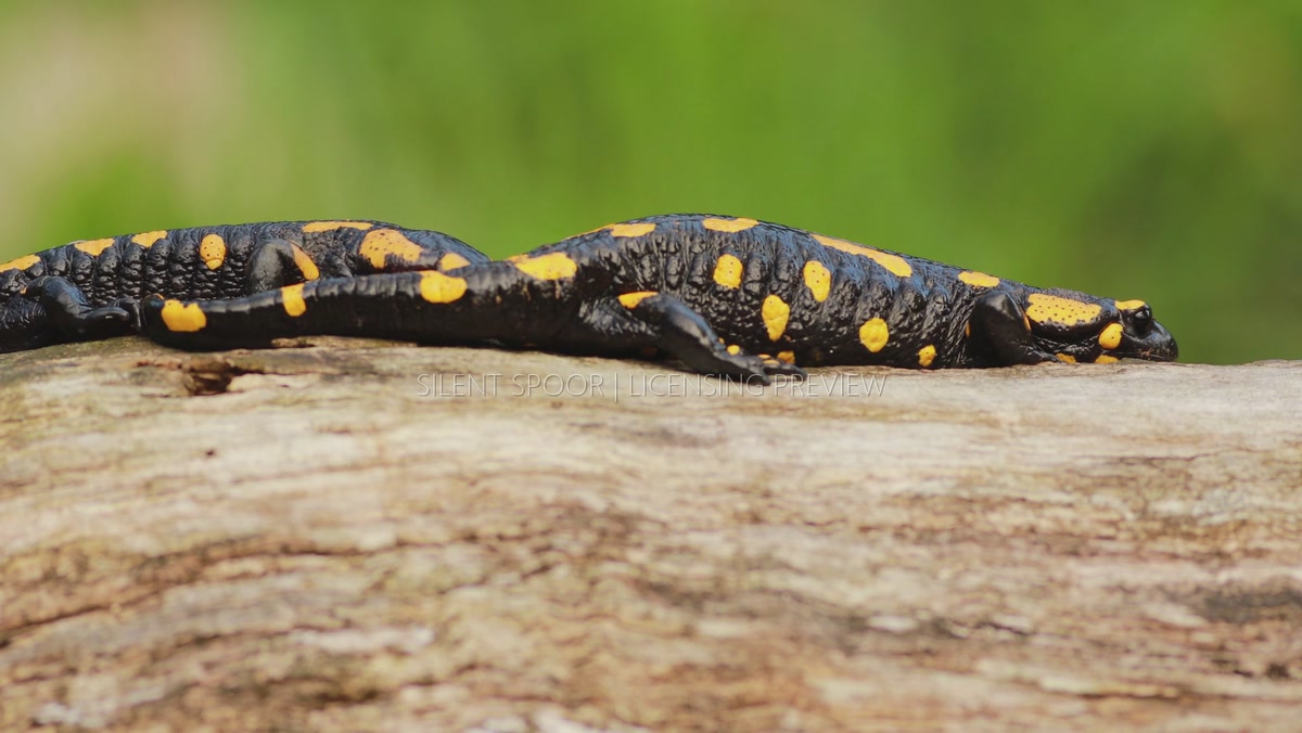 Two Fire Salamanders Moving Together Across Fallen Wood