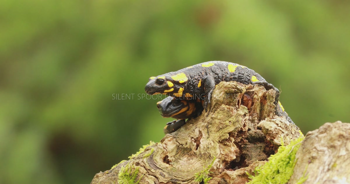 Two Fire Salamanders Resting Together on Mossy Fallen Wood