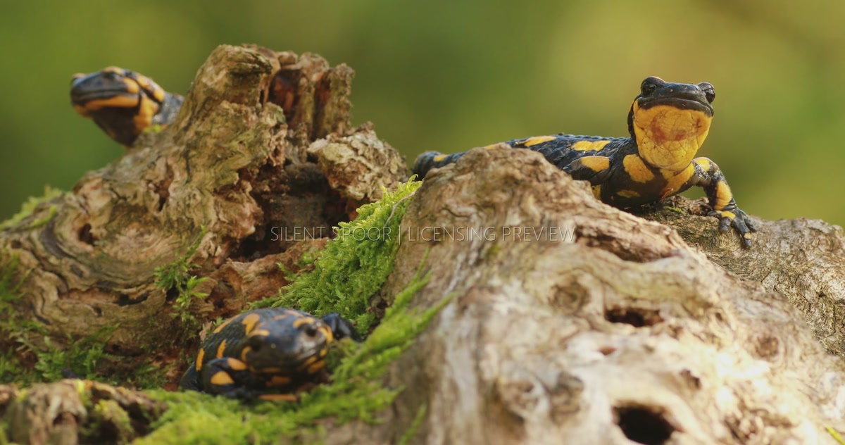 Three Fire Salamanders Resting on Mossy Fallen Wood
